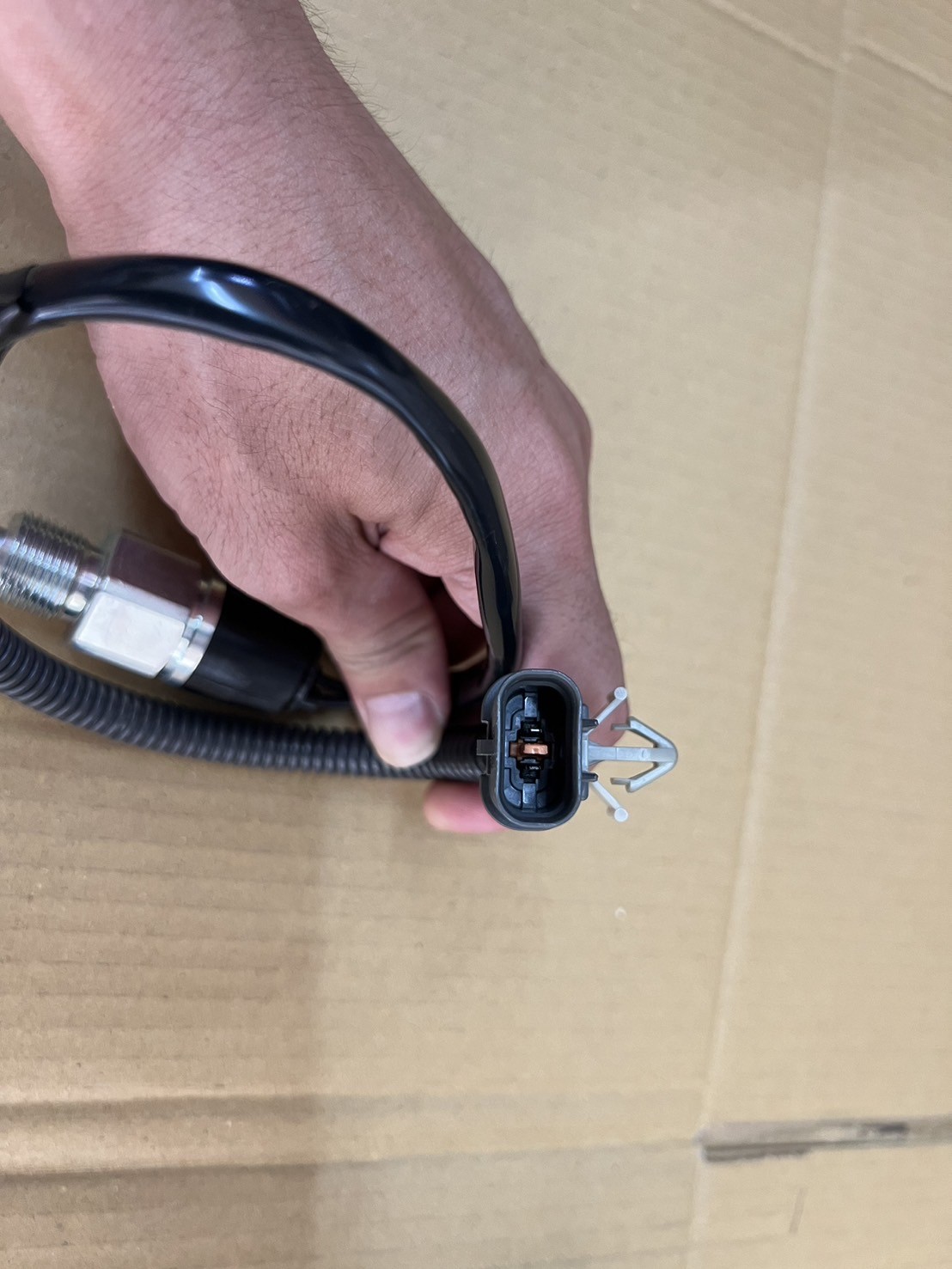 MK542591+