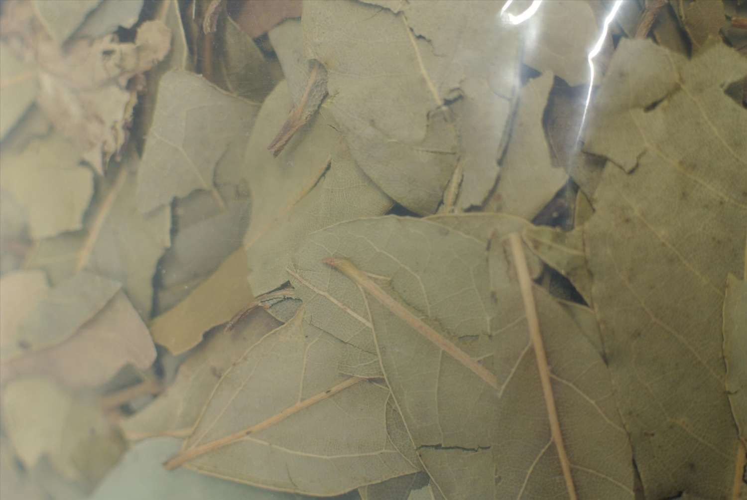 月桂葉 300g