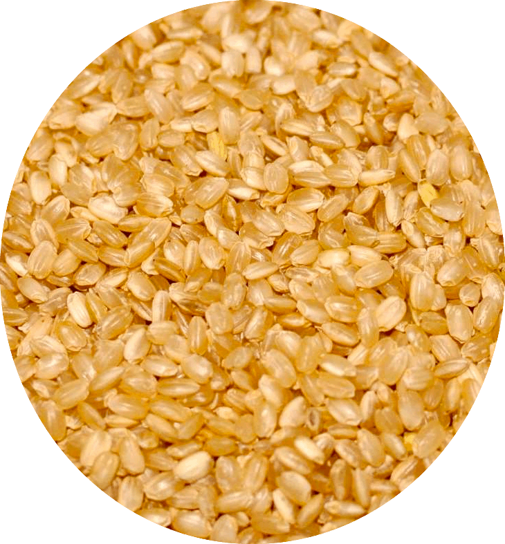 胚芽米 1kg