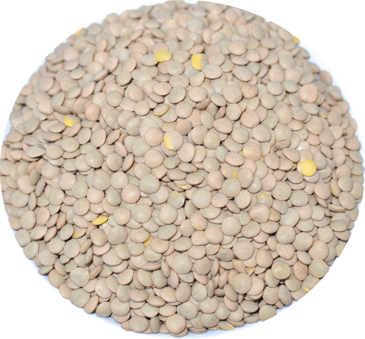 棕扁豆 1kg