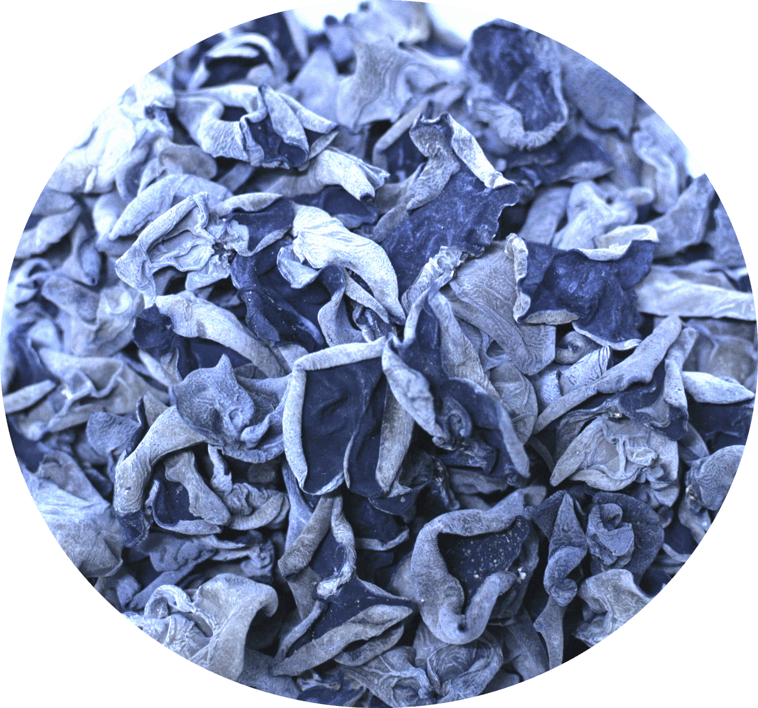 川耳 200g