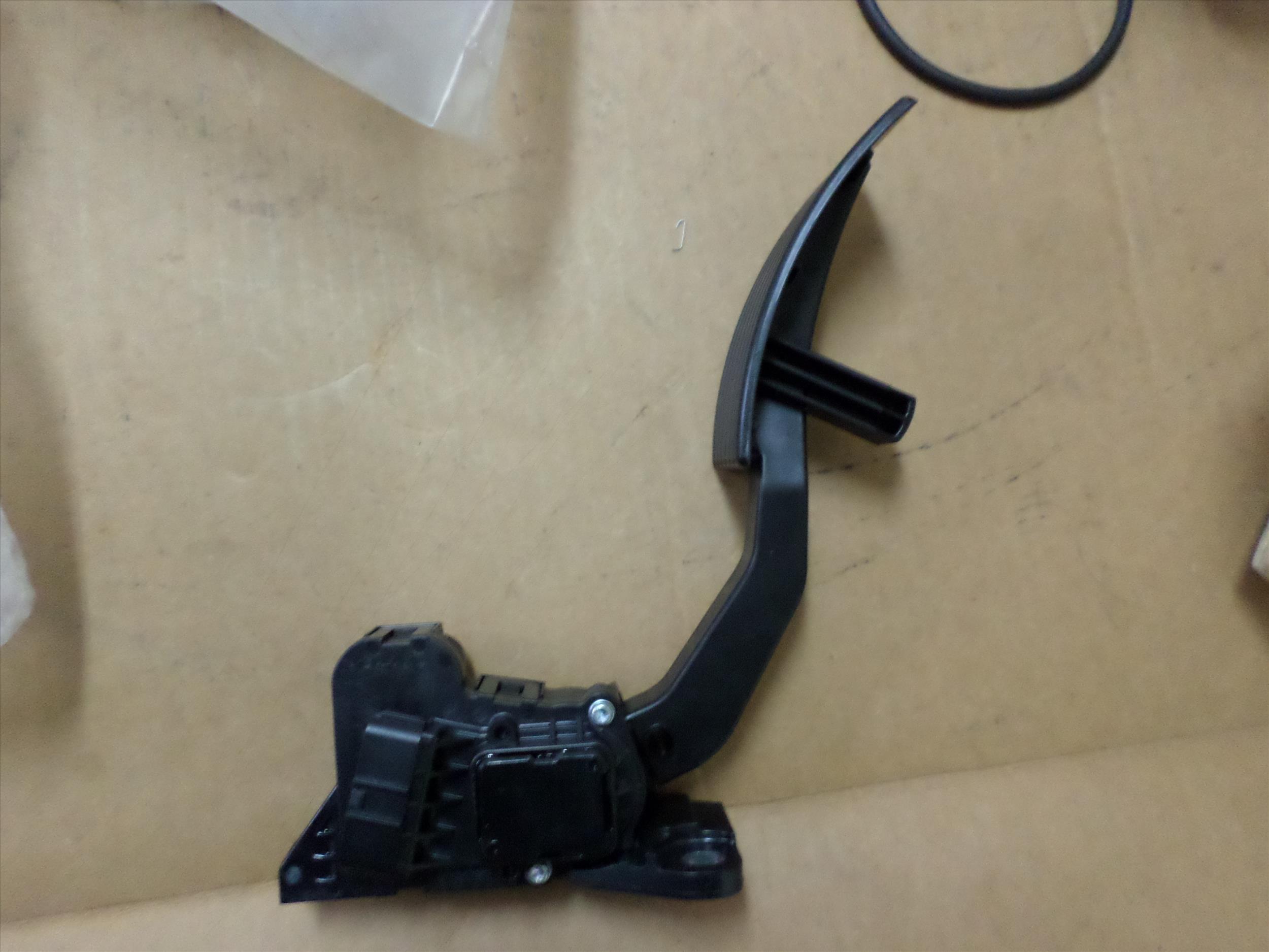 MK567902+