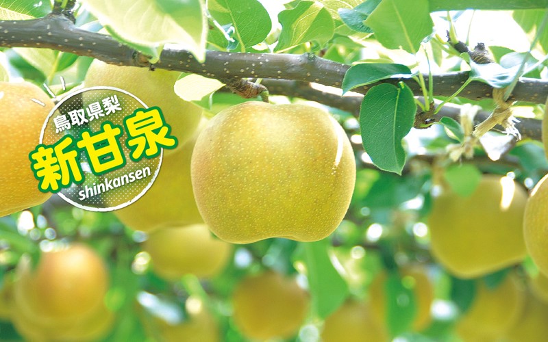 日本鳥取縣-新甘泉水梨