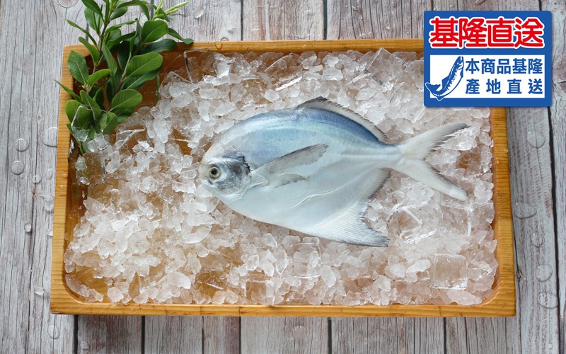 白鯧魚