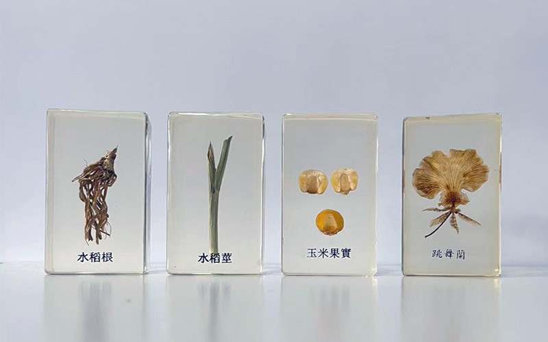 單子葉與雙子葉封膠標本