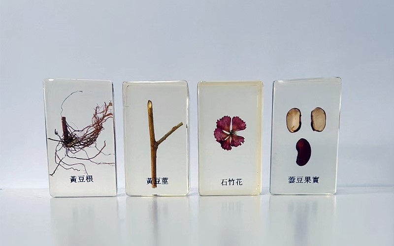 單子葉與雙子葉封膠標本