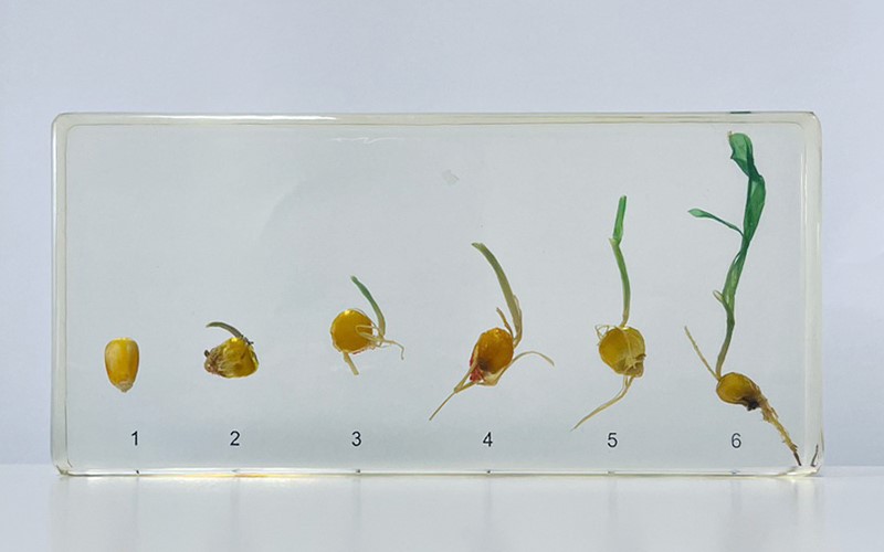 玉米發芽過程封膠標本