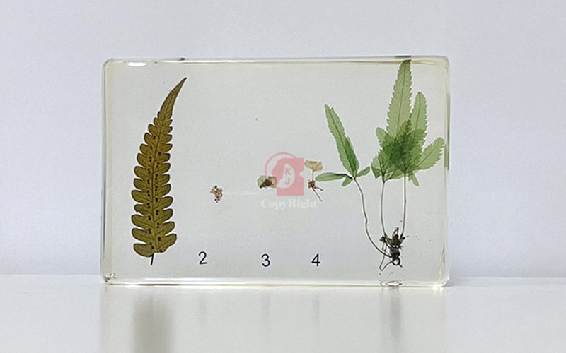 蕨生活史封膠標本Fern Life Cycle Specimen  蕨生命週期各階段