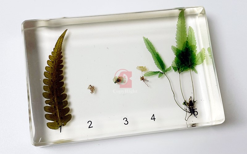 蕨生活史封膠標本Fern Life Cycle Specimen  蕨生命週期各階段