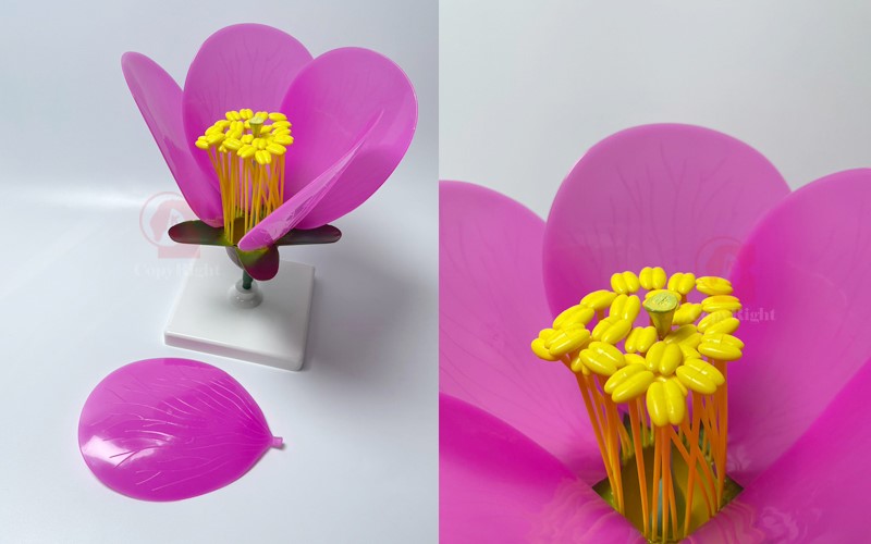 完全花構造模型Camellia Flower model