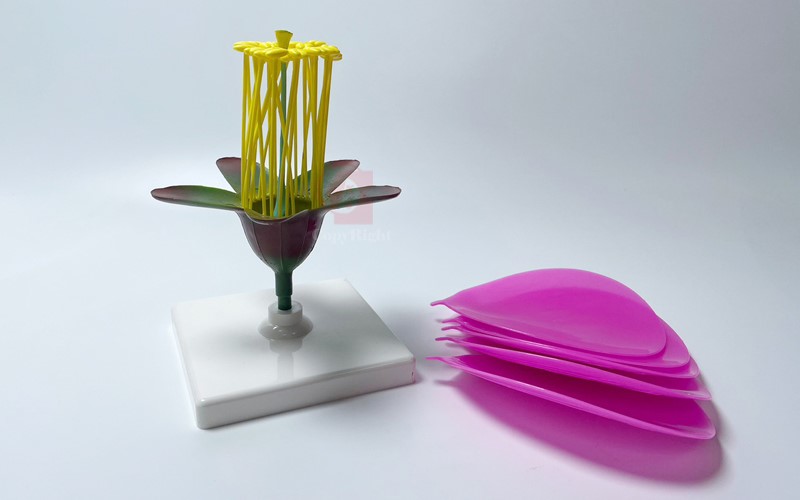 完全花構造模型Camellia Flower model