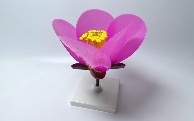 完全花構造模型Camellia Flower model