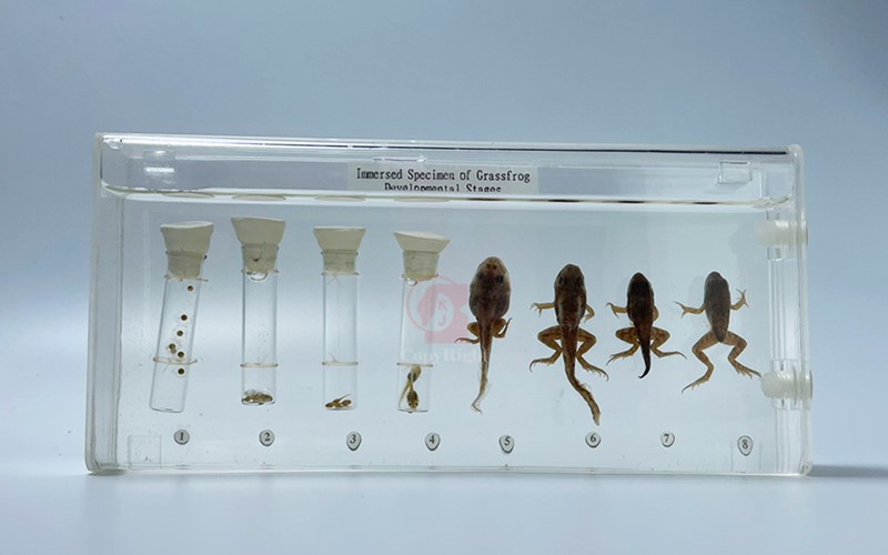 蛙的發育成長浸漬標本Immersed Specimen Of Grass Frogs Developmental Stages