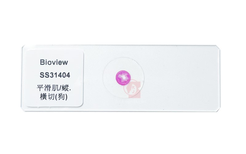 Dog Smooth Muscle Microscope Slide 狗平滑肌的縱切與橫切