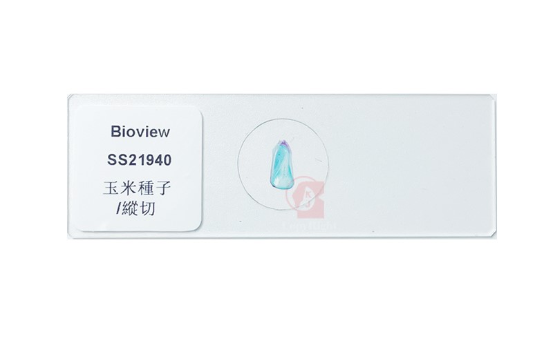Corn Grain  Longitudinal Section  Microscope Slide 玉米種子縱切片