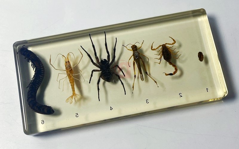 節肢動物封膠標本,Arthropod Representatives in Sealed specimen,6.3 x 3 x 0.7 Inches 節肢動物代表,鼠婦,Pillworm,蠍子,Scorpion,蝗蟲,Locust,蜘蛛,Spider,蝦,Shrimp,馬陸,Millipede,國教儀器,B2-223-1