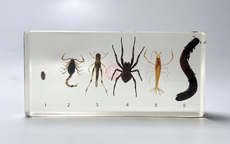 節肢動物封膠標本,Arthropod Representatives in Sealed specimen,6.3 x 3 x 0.7 Inches 節肢動物代表,鼠婦,Pillworm,蠍子,Scorpion,蝗蟲,Locust,蜘蛛,Spider,蝦,Shrimp,馬陸,Millipede,國教儀器,B2-223-1