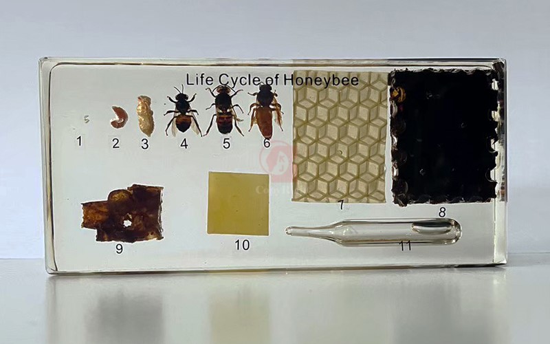 蜜蜂生活史封膠標本,Life Cycle of Honeybee in Sealed specimen展現蜜蜂從卵經幼蟲造繭成蛹變為成蟲的完全變態的過程, 卵,幼蟲,蛹,工蜂,雄蜂,蜂王,花粉團,蜂房,蜂臺,蜂蜜,B2-057-1,國教儀器