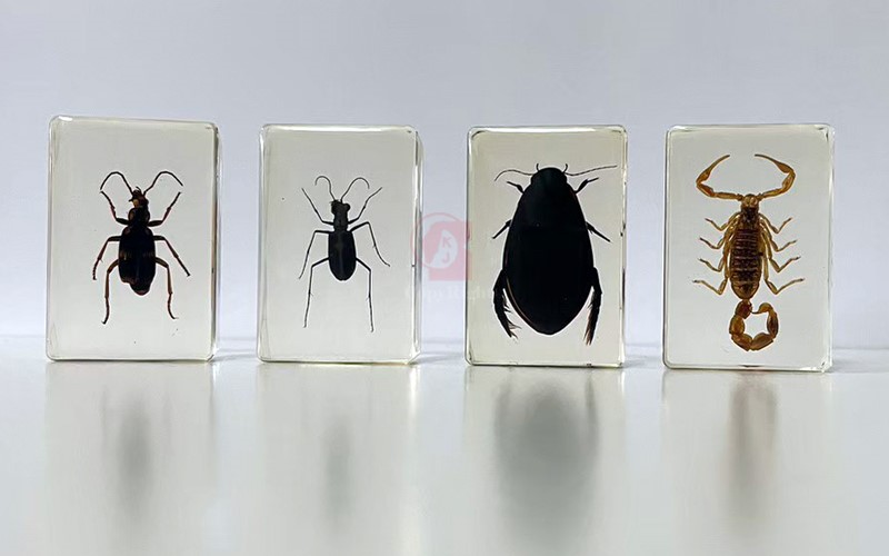 虎甲蟲，步甲，龍虱，蠍子