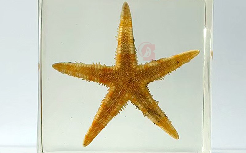 海星