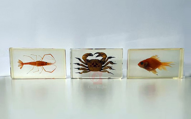 螃蟹,蝦,金魚