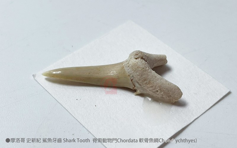 摩洛哥史新紀鯊魚牙齒Shark Tooth脊索動物門Chordata軟骨魚綱Chondrychthyes