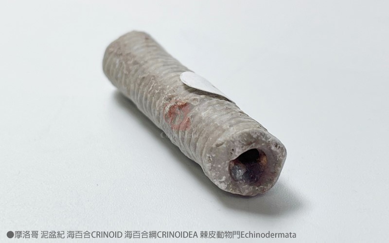 摩洛哥泥盆紀 海百合CRINOID 海百合綱CRINOIDEA 棘皮動物門Echinodermata