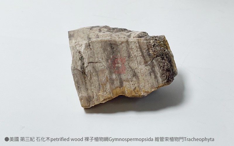 美國第三紀 石化木petrified wood 裸子植物綱Gymnospermopsida 維管束植物門Tracheophyta