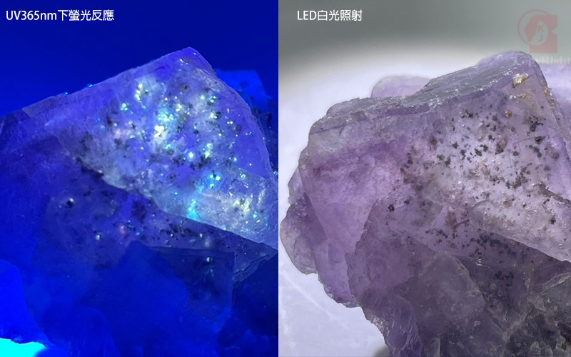 新疆油膽螢石,Xinjiang Petroleum Fluorite,新疆螢石(油膽),礦物 礦石 標本,產地中國新疆,螢光效應螢石紫色,油膽物質黃白色螢光,國教儀器礦石礦物