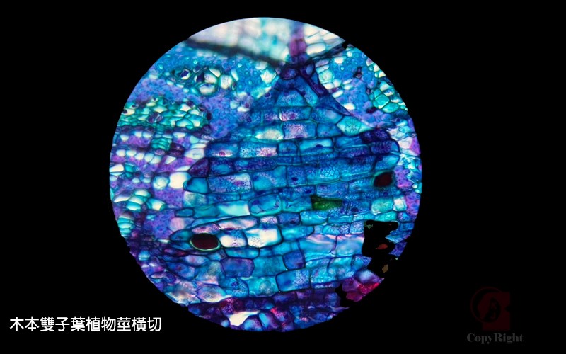 木本雙子葉植物莖橫切標本,Motic STELLAR 1 Pro-B Binocular Microscope 雙眼LED生物顯微鏡