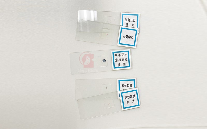 Animal And Plant Cells Microscope Slide Set,動植物玻片標本(100片裝)