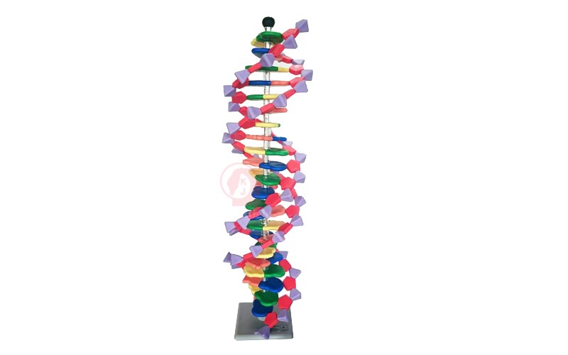 DNA分子模型,Molymod  DNA Model 22  Layer,專業國中實驗室設備,專業國中實驗室器材,專業國中實驗課程,專業國小實驗室設備,專業國小實驗室器材,專業國小實驗課程,專業高中實驗室設備,專業高中實驗室器材,專業高中實驗課程,學校科學實驗設備,中學科學實驗器材,小學科學實驗套組,科學實驗室設備,科學教具,實驗室耗材,科學儀器,生物實驗設備,化學實驗設備,物理實驗設備,國教儀器