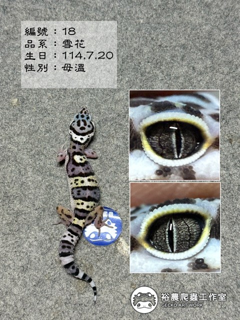 編號18