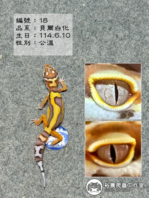 編號18
