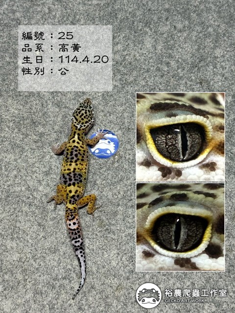 編號25