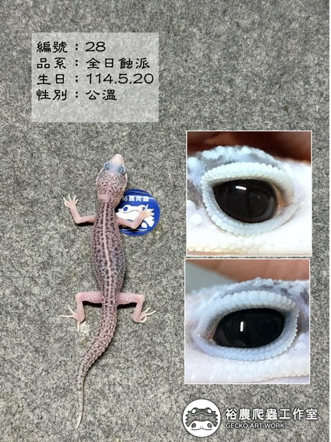 編號28