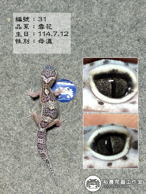 編號31