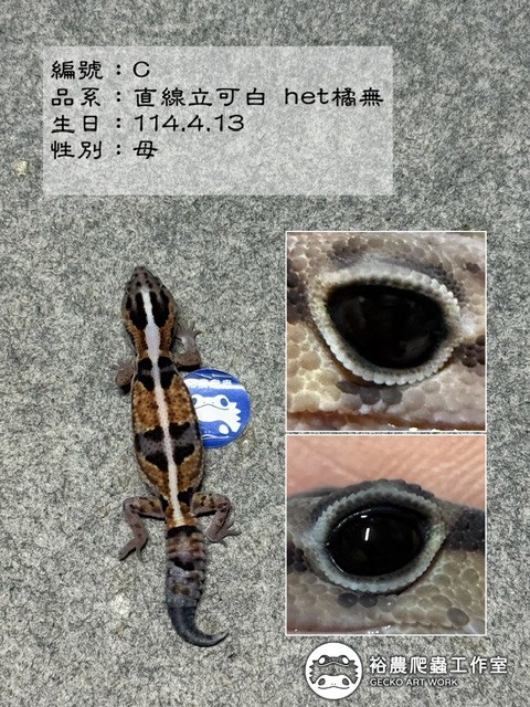 編號C