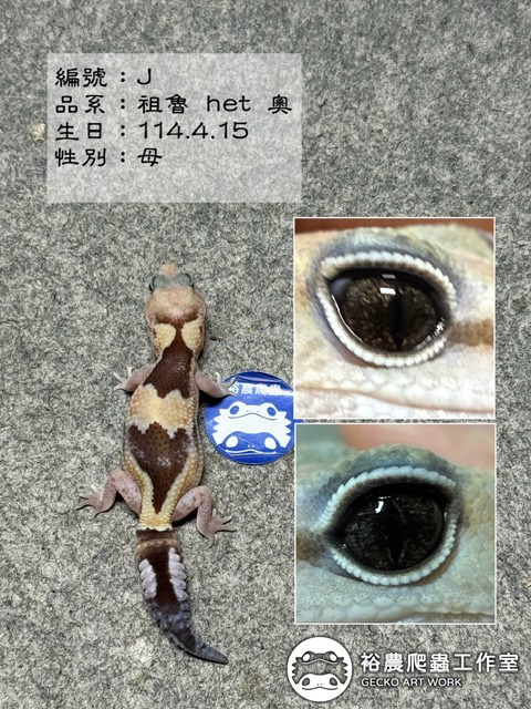 編號J