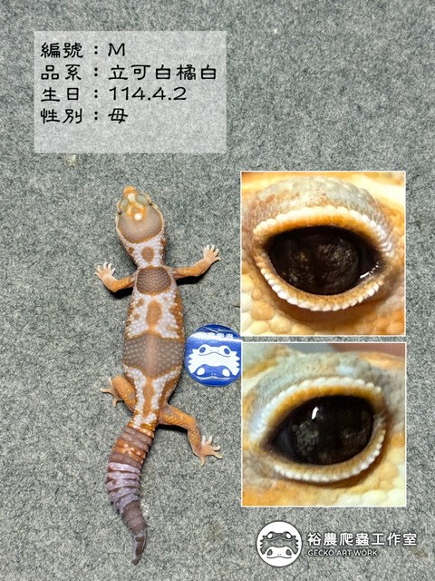 編號M