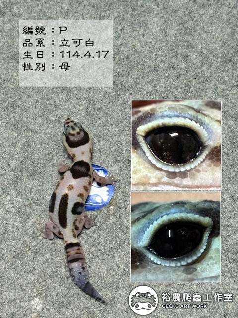 編號P