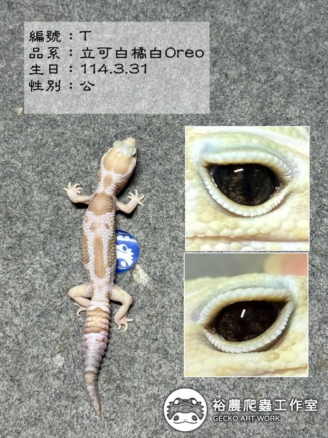 編號T