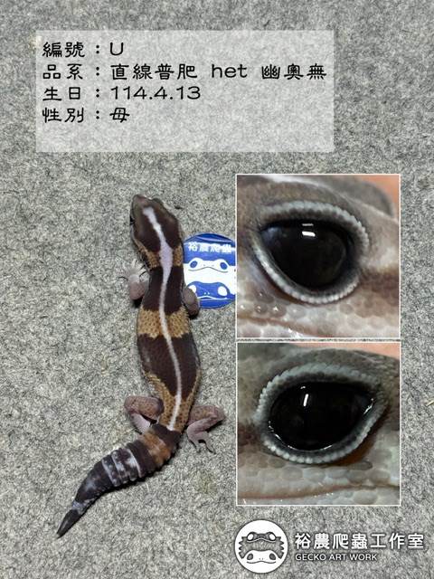 編號U