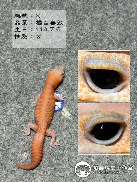 編號X