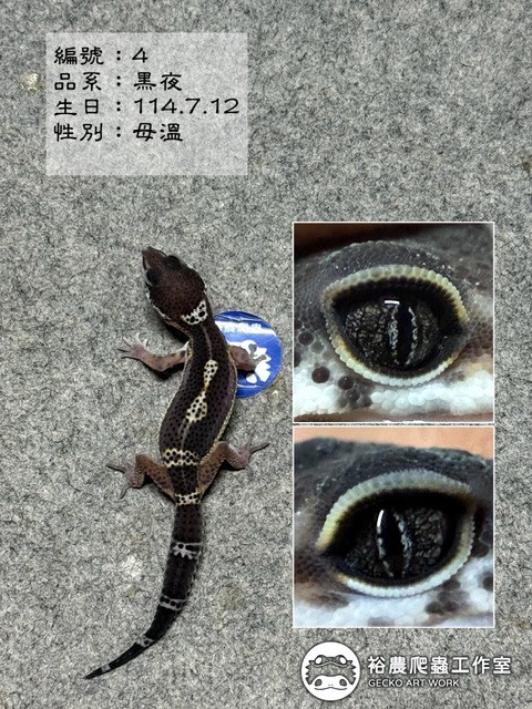 編號4