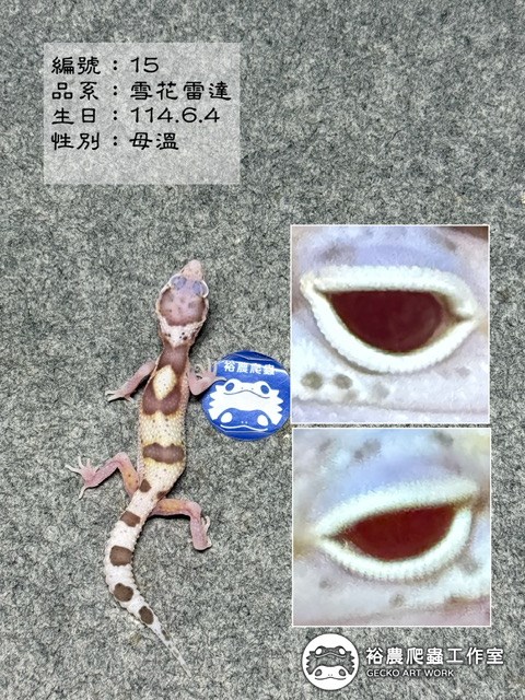 編號15