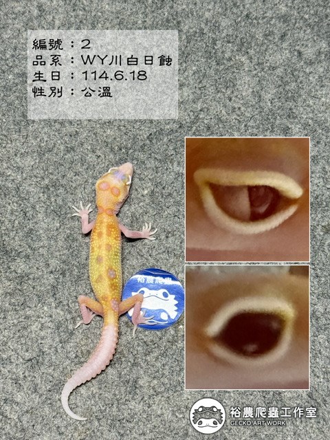 豹紋守宮編號2