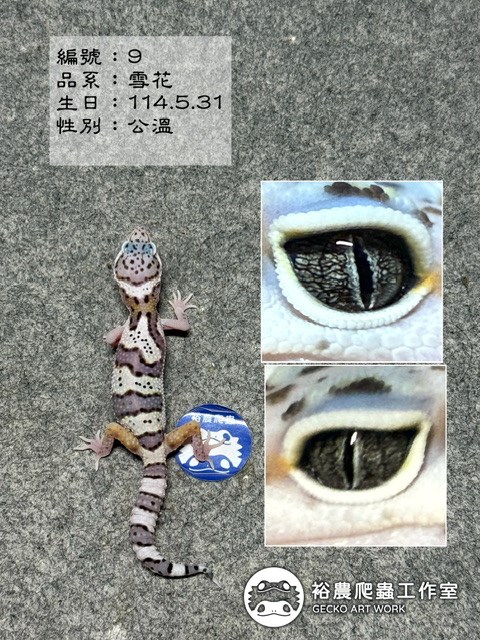 編號9