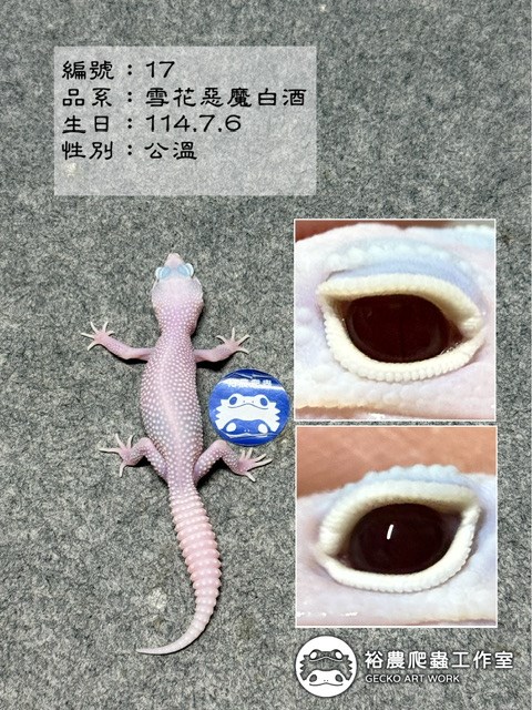 豹紋守宮編號17