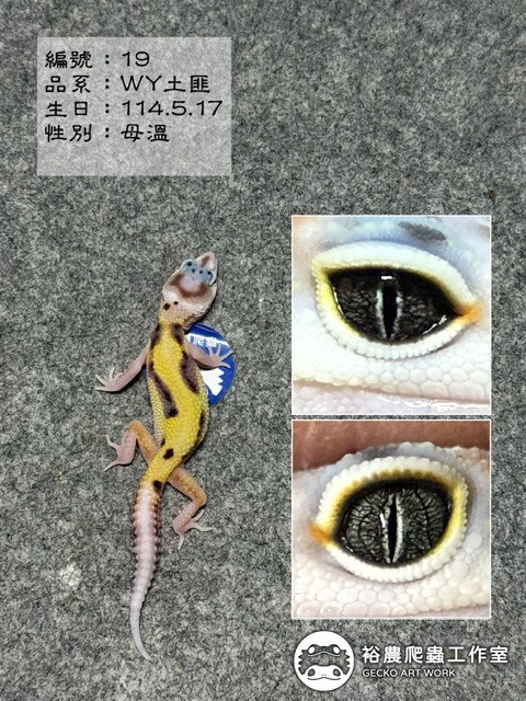 編號19